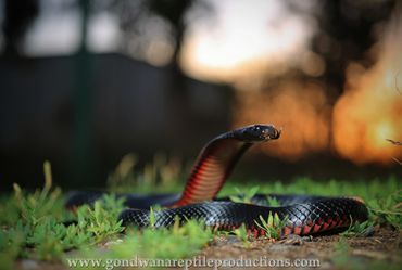 Red-bellied Black Snake Pseudechis porphyriacus Rob Valentic Australian Reptile Snake Images