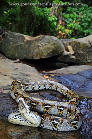 Reticulated Python Malayopython reticulatus Rob Valentic Asian Malaysian Reptile Images Snakes