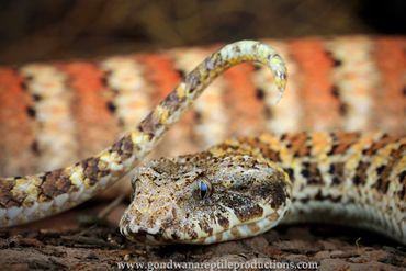 Rugose Death Adder Acanthophis rugosus Rob Valentic Australian Reptile Snake Images