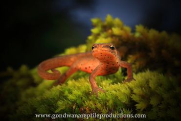 Smooth Newt Lissotriton vulgaris Rob Valentic European Amphibian Newt Images Greece