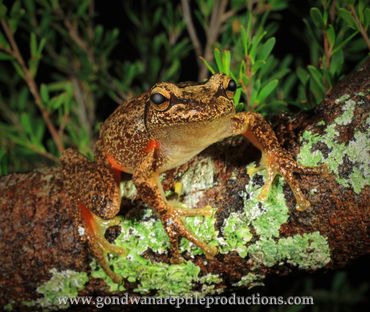 Southern Heath Frog Litoria watsoni Rob Valentic Australian Reptile Frog Amphibian Images