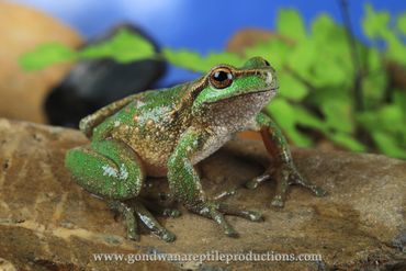 Spotted Tree Frog Litoria spenceri  Rob Valentic Australian Reptile Images Australian Frog Images