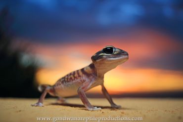 Starred Knob-tailed Gecko Nephrurus stellatus Rob Valentic Australian Reptile Lizard Gecko Images
