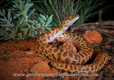 Children's Python Antaresia childreni Rob Valentic Australian Reptile Snake Images