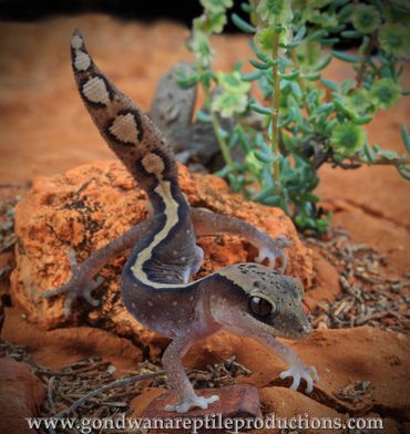 Stone Gecko Diplodactylus vittatus Rob Valentic Australian Reptile Gecko Images