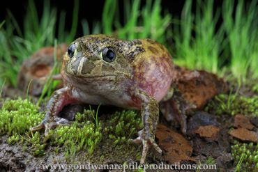 Sudell's Frog Neobatrachus suddelae Rob Valentic Australian Reptile Frog Amphibian Images