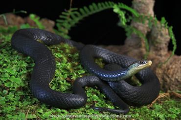 Swamp Snake Hemiaspis signata Rob Valentic Australian Reptile Snake Images