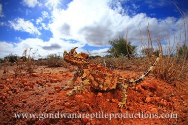 Thorny Devil Moloch horridus Rob Valentic Australian Reptile Images Lizard Dragon
