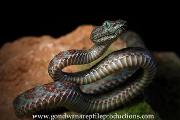 Truong Son Pit Viper Trimeresurus truongsonensis Rob Valentic Asian Vietnamese Reptile Images Snakes