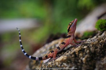 Tuberculate Bent-toed Gecko Cyrtodactylus macrotuberculatus Rob Valentic Australian Reptile Gecko