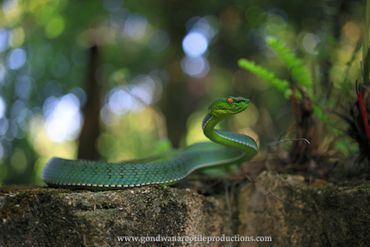 Vogel's Pit Viper Trimeresurus vogeli Rob Valentic Asian Vietnamese Reptile Images Snakes