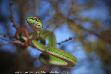 White-lipped Pit Viper Trimeresurus insularis Rob Valentic Asian Indonesian Reptile Images Snakes