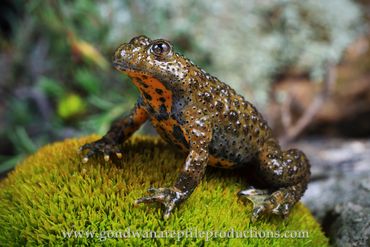 Yellow-bellied Toad Bombina variegata Rob  Images Greece