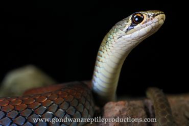 Yellow-faced Whipsnake Demansia psammophis Rob Valentic Australian Reptile Snake Images