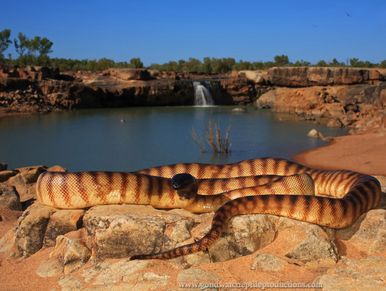 Black-headed Python Aspidites melanocephalus Rob Valentic Australian Reptile Images
