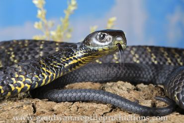Flinders Island Tiger Snake Notechis scutatus Rob Valentic Australian Reptile Snake Images