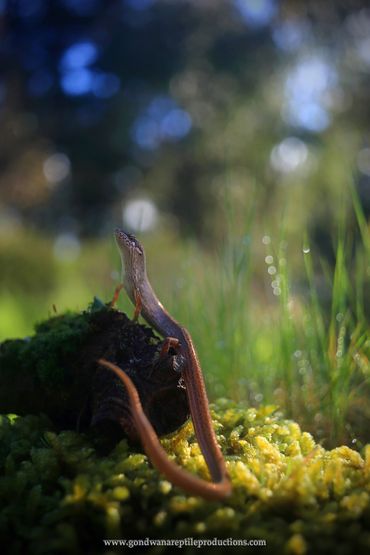 Weasel Skink (Saproscincus mustelinus)  Rob Valentic Australian reptiles images Lizard portrait