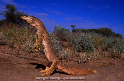 A bipedally erect adult Yellow-spotted Monitor Varanus p. panoptes from north of Longreach, Qld