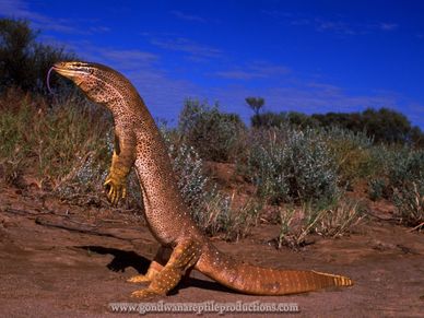 A large and impressive adult male Yellow-spotted Monitor (Varanus p. panoptes) Rob Valentic 