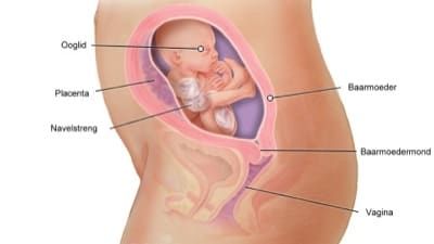 Week 21 T M Week 30 Geboortehuis