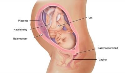 Week 31 T M Week 39 Geboortehuis