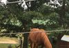 Newest Rescue, Levy is a 2yr(?) old Quarter Pony 