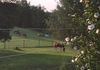 Horses enjoying a beautiful evening on the ranch
