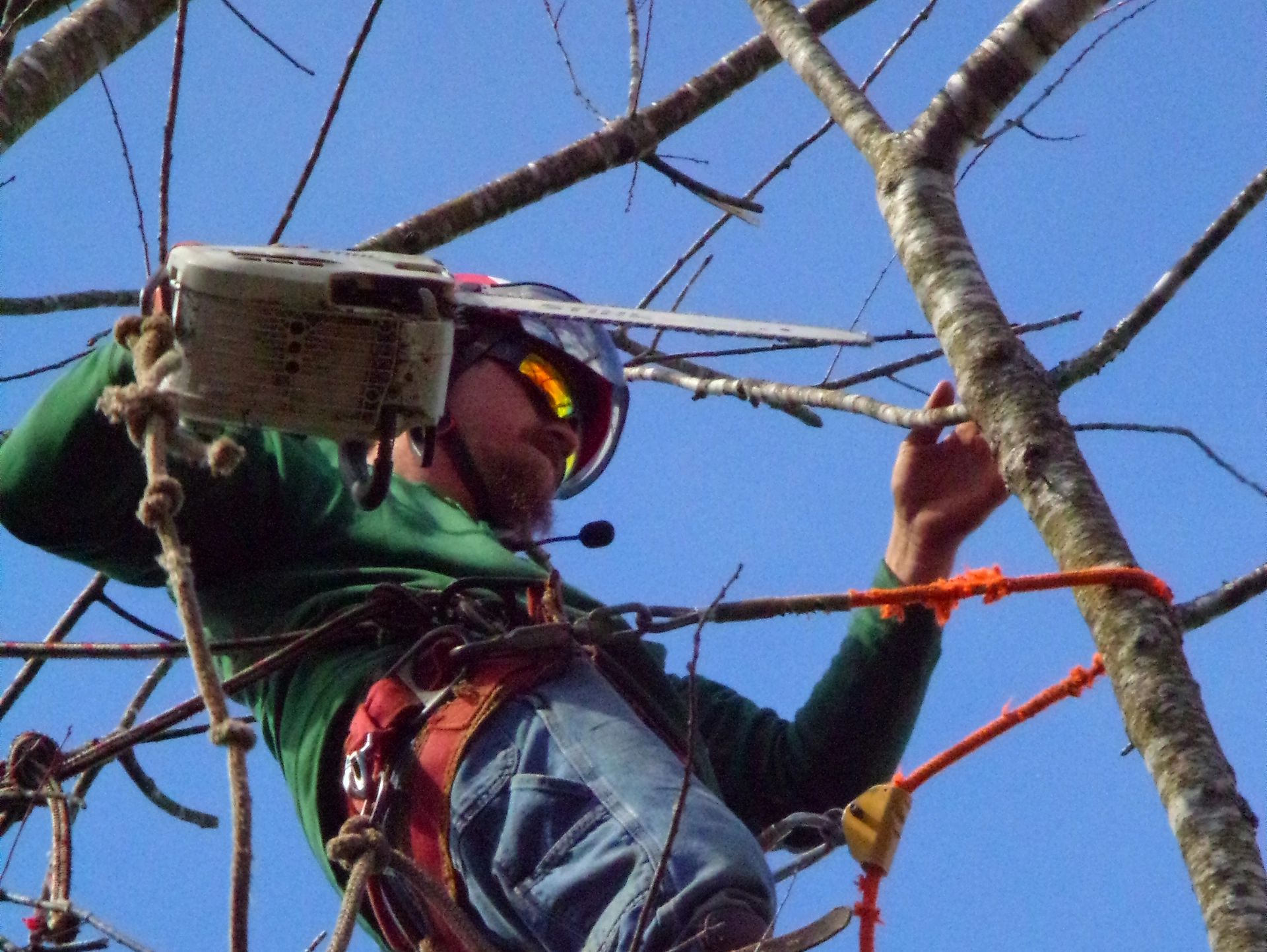 Experience tree climber using a chainsaw