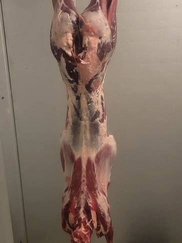 Deer hanging in cooler