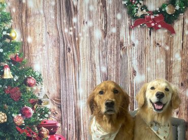 Two Golden Retrievers wearing bandanas sit on a chair with a Christmas backdrop.