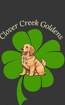 Clover Creek Goldens
