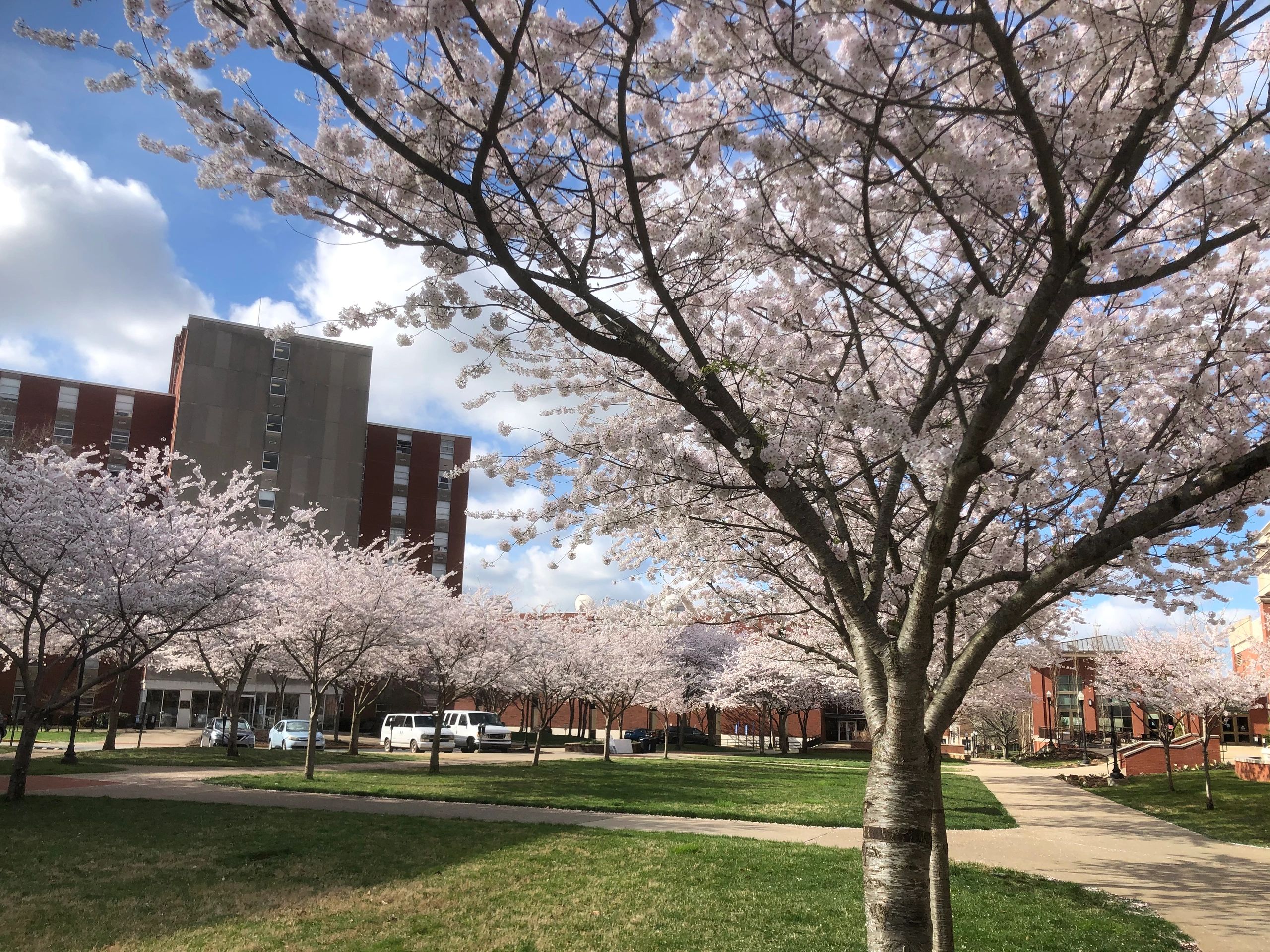 Cherry Trees in Bloom on Western Kentucky University Campus
