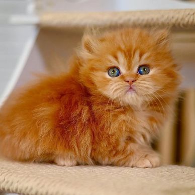 Fluffy orange kitten with striking blue eyes sitting on a beige carpeted surface.