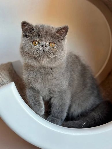 A fluffy gray kitten with amber eyes sitting inside a circular white structure.