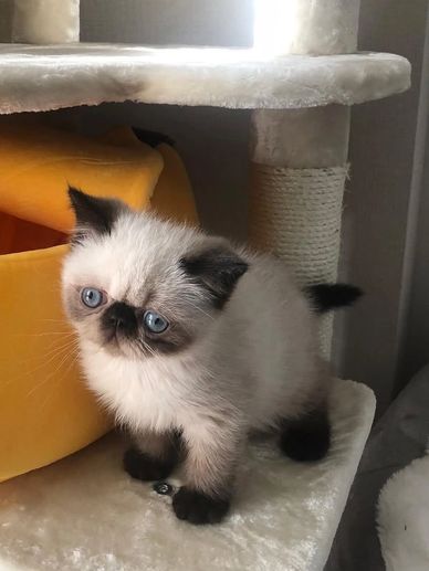 Fluffy kitten with striking blue eyes perched on a cat tree.