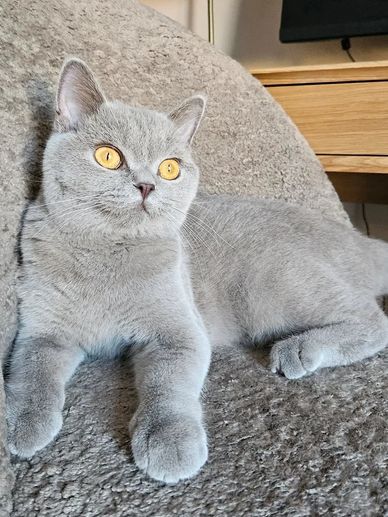 A gray cat with striking yellow eyes lounging on a textured surface.