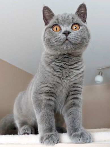 Curious gray British Shorthair cat with bright amber eyes.