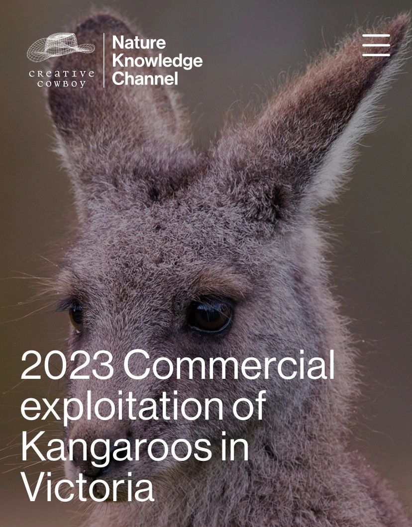 NATURE KNOWLEDGE CHANNEL HIGHLIGHTS PLIGHT OF KANGAROOS