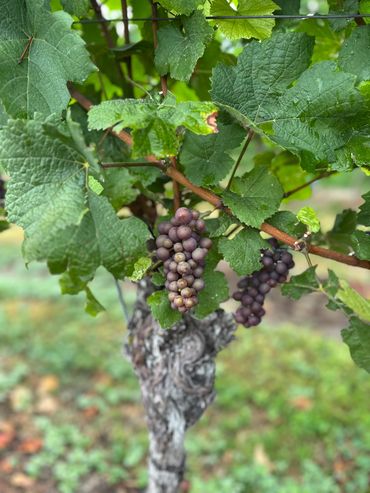 Pinot Noir in Germany