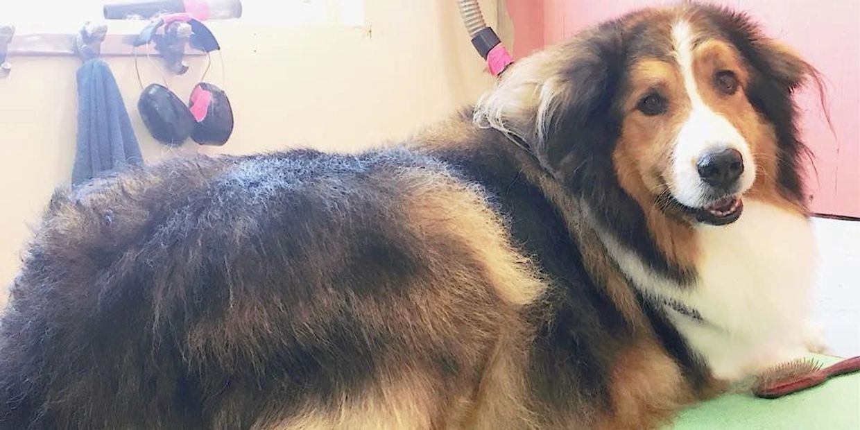 Prairie Rose Boarding Kennels