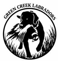 Green Creek Labradors