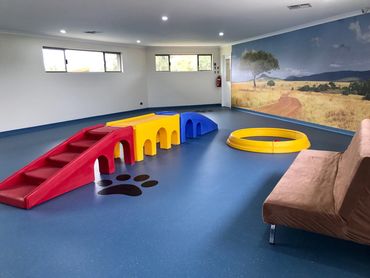 Indoor dog play area - doggie daycare perth