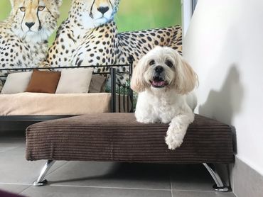 Luxury Dog Kennel Suite and Ottoman Perth