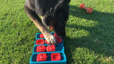 dog enrichment puzzle games