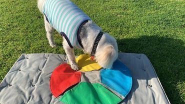 dog enrichment treat mat