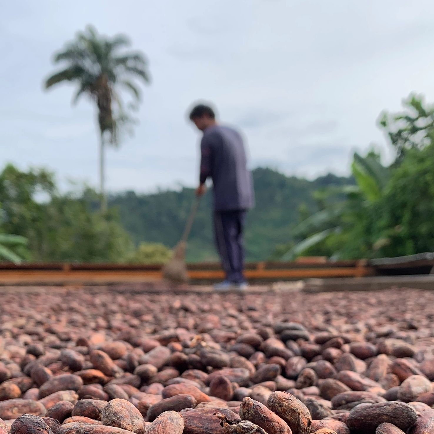 Granos de cacao con una persona barriendo al fondo.