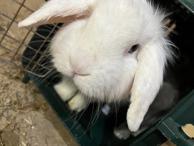 Close-up of a white lop-eared rabbit peeking out from a green enclosure.