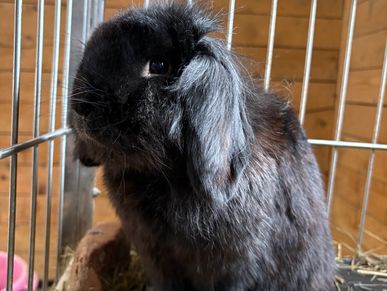 A fluffy black rabbit with long ears inside a cage.