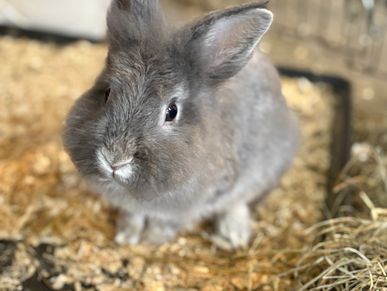 Fluffy gray rabbit sitting on wood shavings in a cozy enclosure.