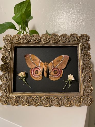 Preserved moth and roses in a frame